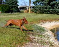 2025 Recknagel Dog